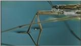 D:\Microcosmos\Pond Skater] [02/11] - 226.jpg (1/1) (Video Capture)