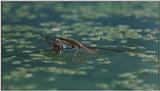 D:\Microcosmos\Pond Skater] [02/11] - 226.jpg (1/1) (Video Capture)