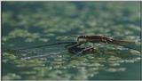 D:\Microcosmos\Pond Skater] [02/11] - 226.jpg (1/1) (Video Capture)