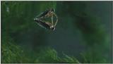D:\Microcosmos\Notonect] [2/5] - 236.jpg (1/1) (Video Capture)