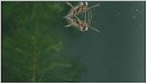 D:\Microcosmos\Notonect] [2/5] - 236.jpg (1/1) (Video Capture)
