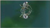 D:\Microcosmos\Notonect] [2/5] - 236.jpg (1/1) (Video Capture)