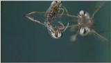 D:\Microcosmos\Notonect] [2/5] - 236.jpg (1/1) (Video Capture)