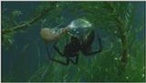 D:\Microcosmos\Water Spider] [2/9] - 240.jpg (1/1) (Video Capture)