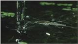 D:\Microcosmos\Dangerous Raindrops] [2/5] - 252.jpg (1/1) (Video Capture)