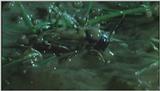 D:\Microcosmos\Dangerous Raindrops] [2/5] - 252.jpg (1/1) (Video Capture)