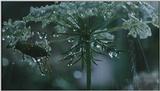 D:\Microcosmos\Dangerous Raindrops] [2/5] - 252.jpg (1/1) (Video Capture)