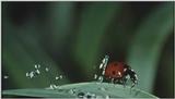 D:\Microcosmos\Dangerous Raindrops] [2/5] - 252.jpg (1/1) (Video Capture)