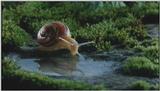 D:\Microcosmos\Garden Snails] [17/20] - 256.jpg (1/1) (Video Capture)