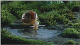D:\Microcosmos\Garden Snails] [17/20] - 256.jpg (1/1) (Video Capture)