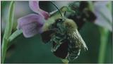 D:\Microcosmos\Ophrys Orchid] [2/6] - 263.jpg (1/1) (Video Capture)