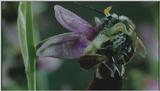 D:\Microcosmos\Ophrys Orchid] [2/6] - 263.jpg (1/1) (Video Capture)