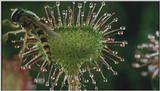 D:\Microcosmos\Drosera] [2/8] - 268.jpg (1/1) (Video Capture)