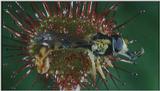 D:\Microcosmos\Drosera] [4/8] - 270.jpg (1/1) (Video Capture)