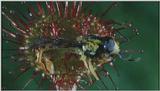 D:\Microcosmos\Drosera] [2/8] - 268.jpg (1/1) (Video Capture)