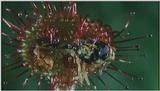 D:\Microcosmos\Drosera] [2/8] - 268.jpg (1/1) (Video Capture)