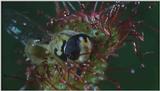 D:\Microcosmos\Drosera] [2/8] - 268.jpg (1/1) (Video Capture)