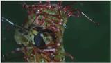 D:\Microcosmos\Drosera] [2/8] - 268.jpg (1/1) (Video Capture)