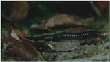 D:\Microcosmos\Millepede [1/1] - 276.jpg (1/1) (Video Capture)