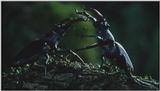 [Microcosmos - European Stag Beetle] [4/7] - 277.jpg (1/1) (Video Capture)