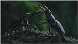 [Microcosmos - European Stag Beetle] [4/7] - 277.jpg (1/1) (Video Capture)
