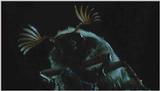 D:\Microcosmos\King Gold-beetle [2/5] - 293.jpg (1/1) (Video Capture)