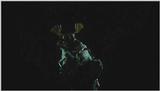 D:\Microcosmos\King Gold-beetle [2/5] - 293.jpg (1/1) (Video Capture)