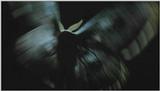 D:\Microcosmos\Moth's Flight] [01/13] - 292.jpg (1/1) (Video Capture)