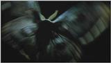 D:\Microcosmos\Moth's Flight] [01/13] - 292.jpg (1/1) (Video Capture)