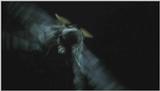 D:\Microcosmos\Moth's Flight] [01/13] - 292.jpg (1/1) (Video Capture)