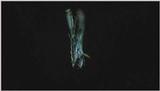 D:\Microcosmos\Moth's Flight] [01/13] - 292.jpg (1/1) (Video Capture)