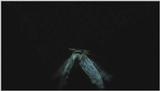 D:\Microcosmos\Moth's Flight] [01/13] - 292.jpg (1/1) (Video Capture)
