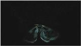 D:\Microcosmos\Moth's Flight] [01/13] - 292.jpg (1/1) (Video Capture)