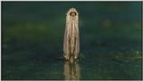 D:\Microcosmos\Mosquito hatches [01/28] - 309.jpg (1/1) (Video Capture)