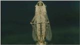 D:\Microcosmos\Mosquito hatches [01/28] - 309.jpg (1/1) (Video Capture)