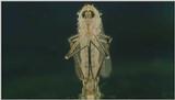 D:\Microcosmos\Mosquito hatches [01/28] - 309.jpg (1/1) (Video Capture)