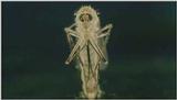 D:\Microcosmos\Mosquito hatches [01/28] - 309.jpg (1/1) (Video Capture)