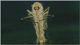 D:\Microcosmos\Mosquito hatches [01/28] - 309.jpg (1/1) (Video Capture)