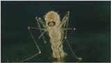 D:\Microcosmos\Mosquito hatches [01/28] - 309.jpg (1/1) (Video Capture)