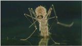 D:\Microcosmos\Mosquito hatches [01/28] - 309.jpg (1/1) (Video Capture)