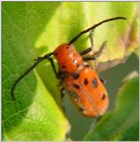 Weird Beatle on Milkweed