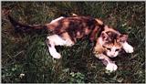 Torbie - cat
