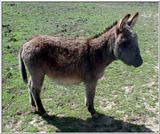 Horse Park - Donkey