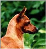 Posting dogs - miniatyr pinscher.jpg (Miniature Pinscher)