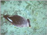 Mistery Duck. Can you identify it? - MisteryDuck.jpg