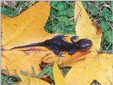 Mole Salamander (Ambystoma talpoideum)