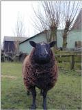 Re: Request:::::::: Turkeys and sheep