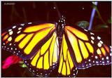 Monarch butterfly - Danaus plexippus - Monarch1a.jpg