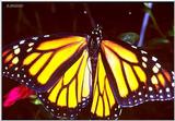 Monarch butterfly - Danaus plexippus - Monarch1a.jpg