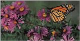 Monarch butterfly